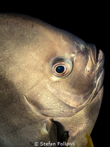 That Awkward Moment When ... ? Longfin Batfish - Platax t... by Stefan Follows 